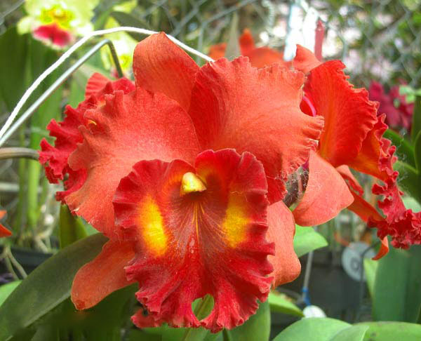 Hoa lan hoàng hậu rực rỡ tuyệt đẹp