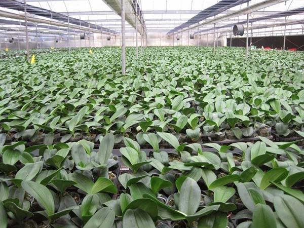 Nhiệt độ cao thích hợp trong cách chăm Lan Hồ Điệp