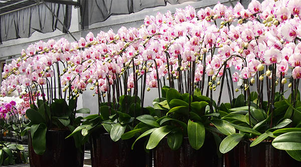 Người trồng hoa cần phải chú ý đến cách chăm Lan Hồ Điệp ra hoa