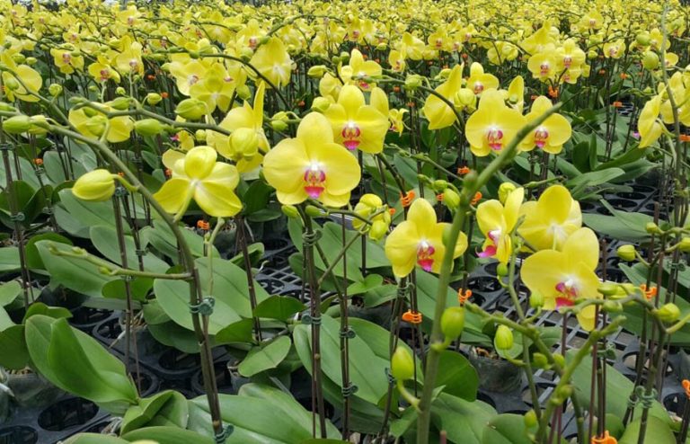 cách chọn hoa lan hồ điệp tặng mẹ 2