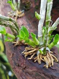 Các bước nhân giống lan dendro gồm lựa chọn cây con và nhân giống tốt