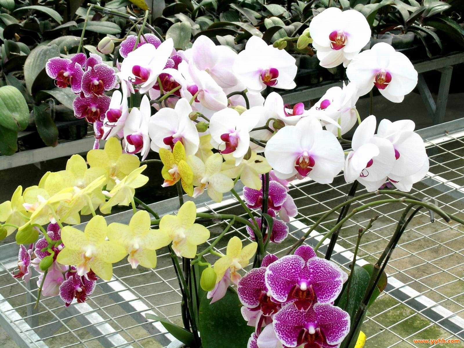 lan hồ điệp giống nở hoa đều đẹp lan hồ điệp giống nở hoa cần được chăm sóc cẩn thận để cho hoa đều đẹp
