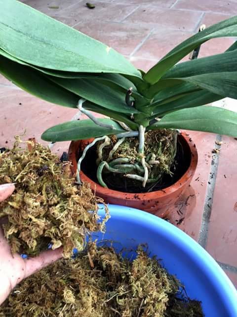 Cho lớp rêu rừng lên trên cây lan hồ điệp