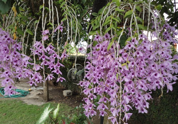 Cách trồng lan phi điệp tím dễ ra hoa nhất