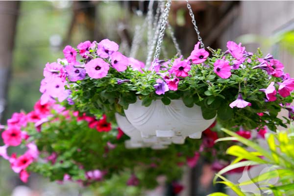 Cách trồng và chăm sóc cây hoa dạ yến thảo bạn có biết1