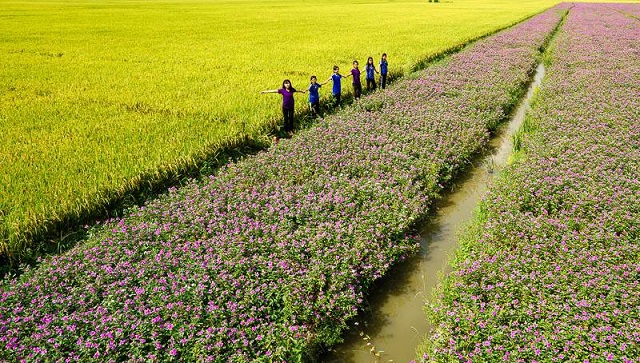 Đẹp ngỡ ngàng cánh đồng hoa dừa cạn