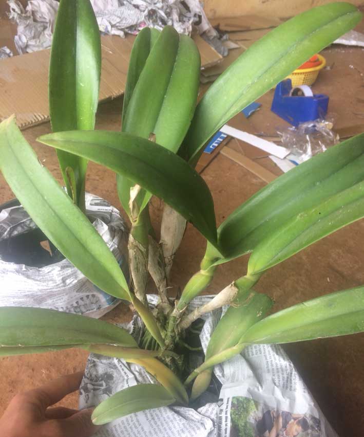 Lan cattleya nhóm một lá