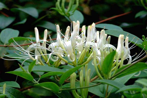 Cây Kim Ngân Hoa – Loài hoa leo đẹp và những tác dụng bất ngời ít ai biết đến7