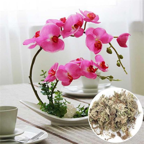 Tiểu hồ điệp đòi hỏi khá nhiều công chăm sóc