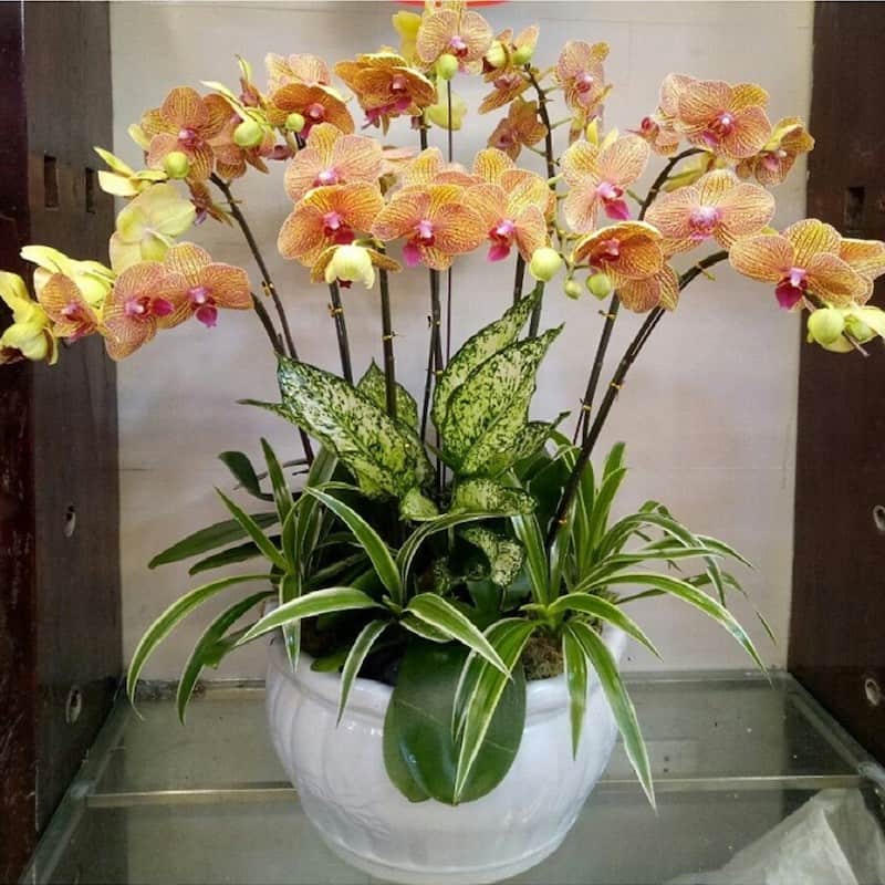 Chậu lan hồ điệp Đà Lạt màu vàng là món quà mừng khai trương đẹp nhất