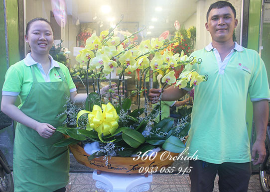 Chậu hồ điệp vàng thuận buồm xuôi gió
