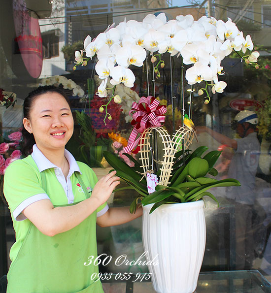 Chậu lan hồ điệp trắng cánh én mùa xuân