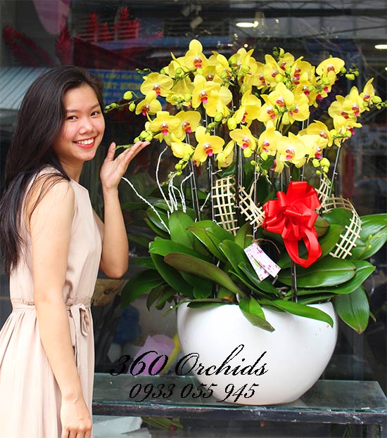 chậu lan hồ điệp vàng 18 cành