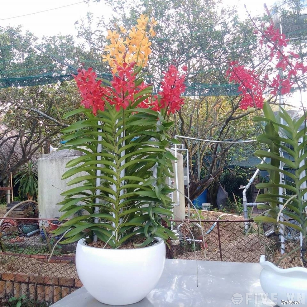 Kỹ thuật trồng lan mokara trong chậu hiệu quả