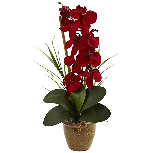 Chậu hoa lan hồ điệp mini tuyệt đẹp
