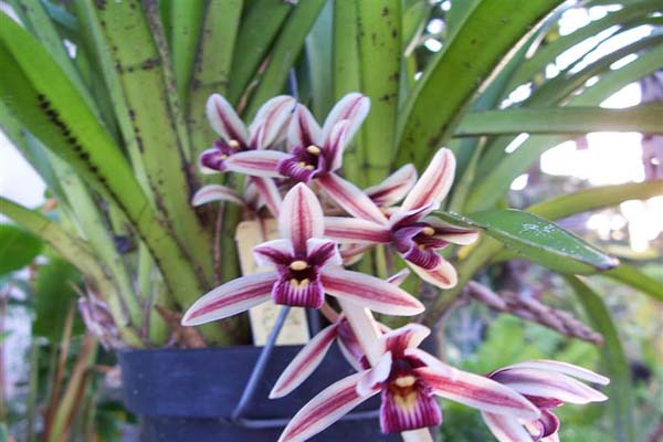 Những công dụng của hoa lan 