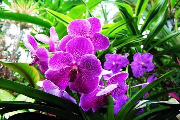 Công dụng của hoa lan
