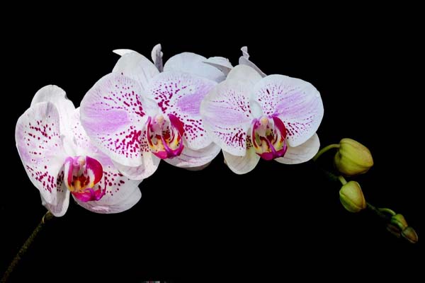 những công dụng của hoa lan 