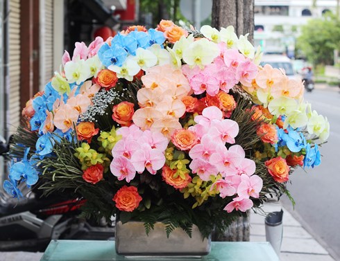 lan hồ điệp đủ màu