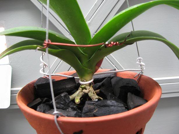 Giá thể trồng lan bằng than củi khá phổ biến