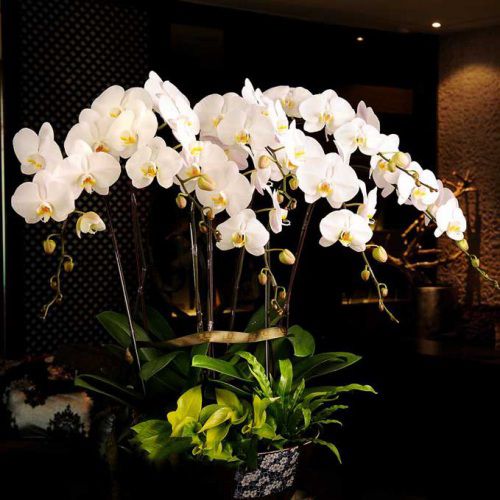 Hình ảnh hoa lan hồ điệp trắng sang trọng 