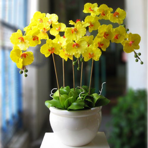 Hình ảnh hoa lan hồ điệp vàng nở rộ