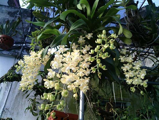 Hình ảnh quế lan hương trắng tuyệt đẹp