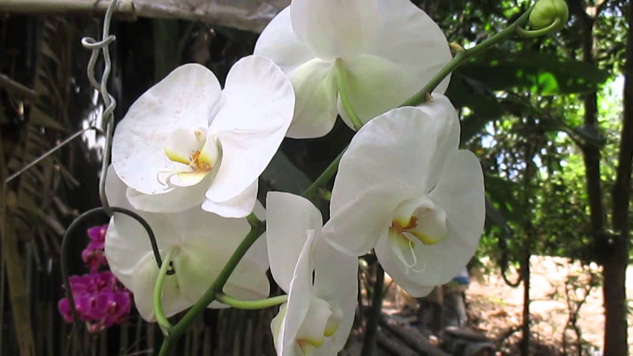 Lan hồ điệp trắng tao nhã 