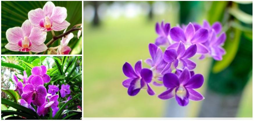 Hình ảnh hoa lan đẹp nhất