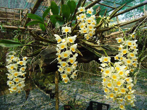 Hoa lan hồ điệp rừng được nhiều người lựa chọn và chơi tại nhà