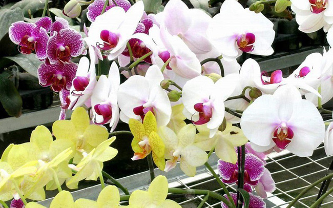 Hoa lan hồ điệp nở lâu tàn nhất