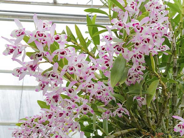 Cây lan dendro đủ nước