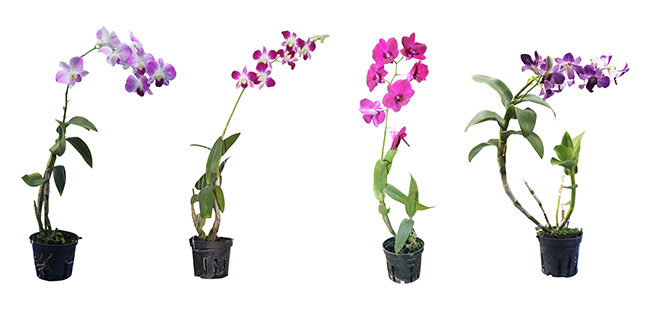 Lan dendro đủ màu sắc