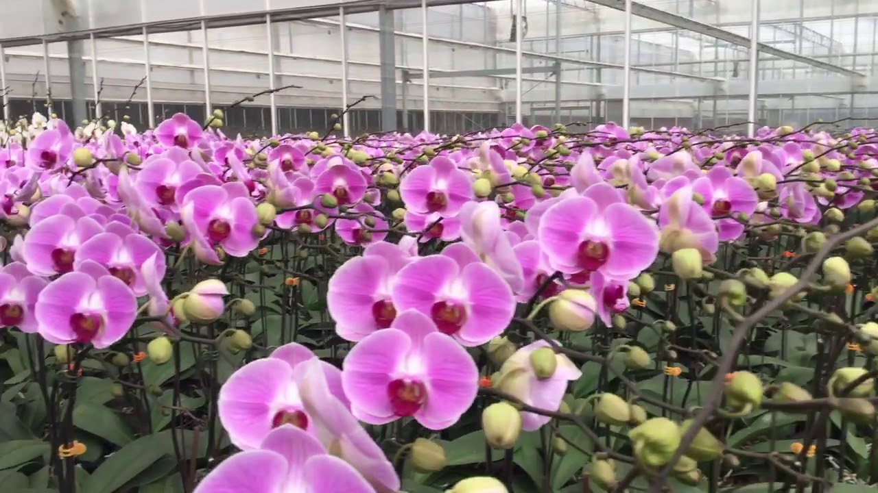 Những bông lan hồ điệp Đà Lạt có cánh to và cân xứng nhau