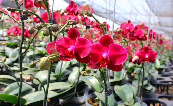 Vườn hoa lan hồ điệp đỏ đẹp nhất