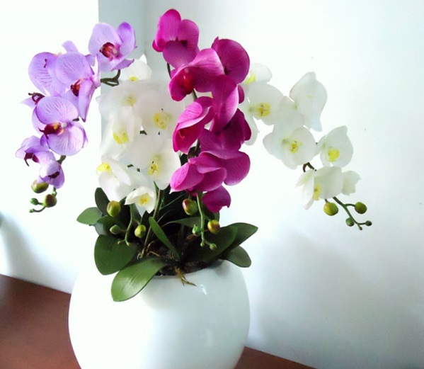 Sự kết hợp nhiều màu sắc độc đáo của chậu lan hồ điệp pha lê đá
