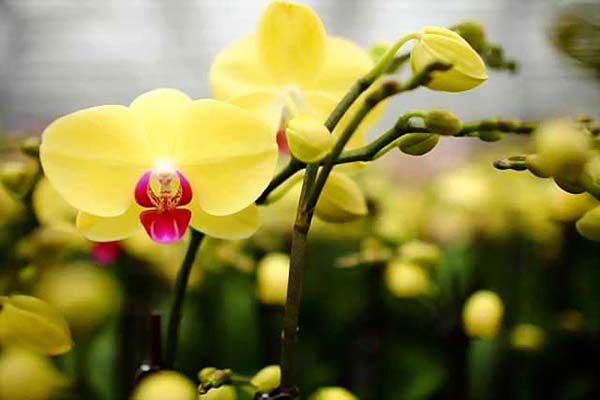 Hoa lan hồ điệp vàng rực rỡ khoe sắc đầy ấm áp