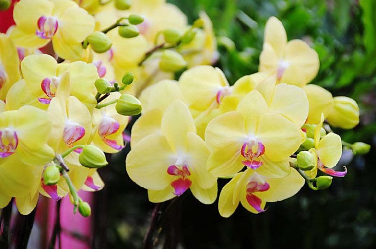 Hoa lan hồ điệp nở nhanh và lâu tàn hơn so với các loại lan khác