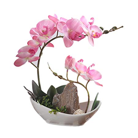Loại hoa lan màu hồng mộng mơ, trẻ trung