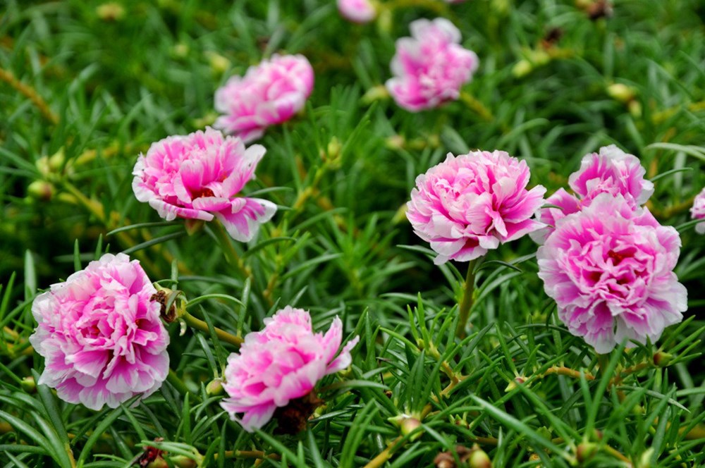 Hoa mười giờ màu hồng