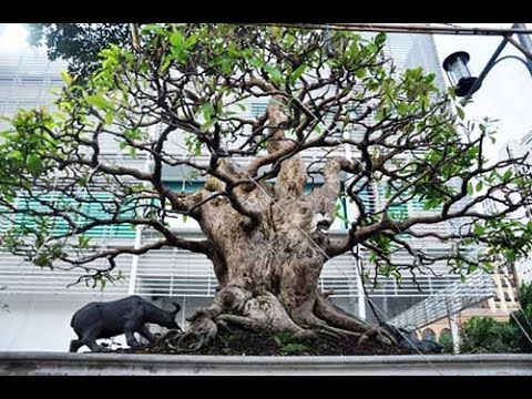 Top cây lộc vừng cảnh đẹp nhất Việt nam
