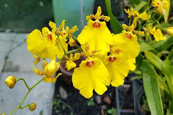 Các loại hoa vũ nữ 