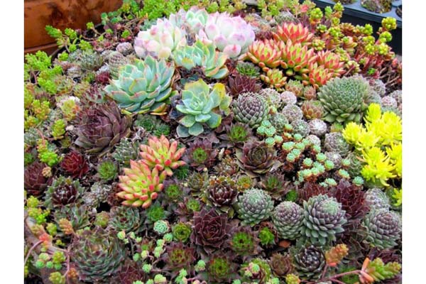 Cách trồng hoa sen đá đơn giản 