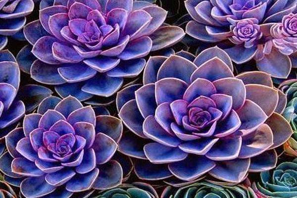 Hướng dẫn cách trồng hoa sen đá đơn giản ai cũng biết 10