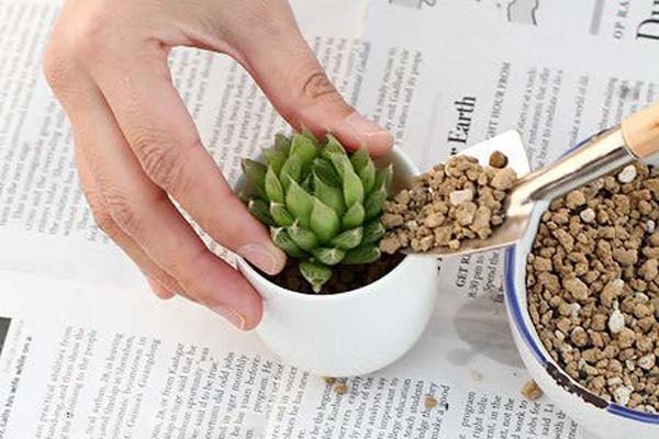 Hướng dẫn cách trồng hoa sen đá đơn giản ai cũng biết 5