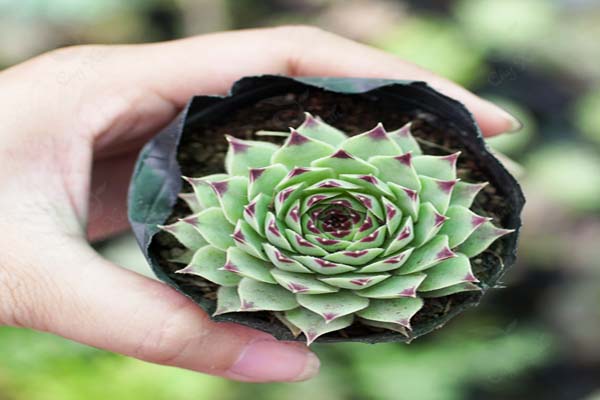 Hướng dẫn cách trồng hoa sen đá đơn giản ai cũng biết 6