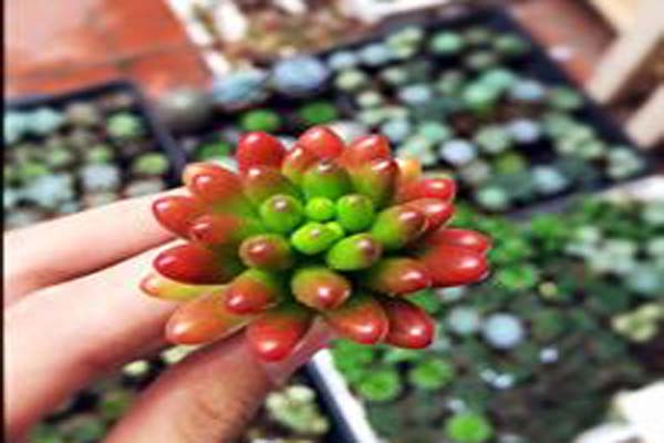 Hướng dẫn cách trồng hoa sen đá đơn giản ai cũng biết 8
