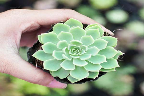 Hướng dẫn cách trồng hoa sen đá đơn giản ai cũng biết 9