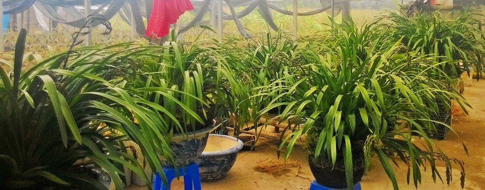 Điều chỉnh lượng nước phù hợp với thời tiết và khả năng thoáng gió của vườn lan