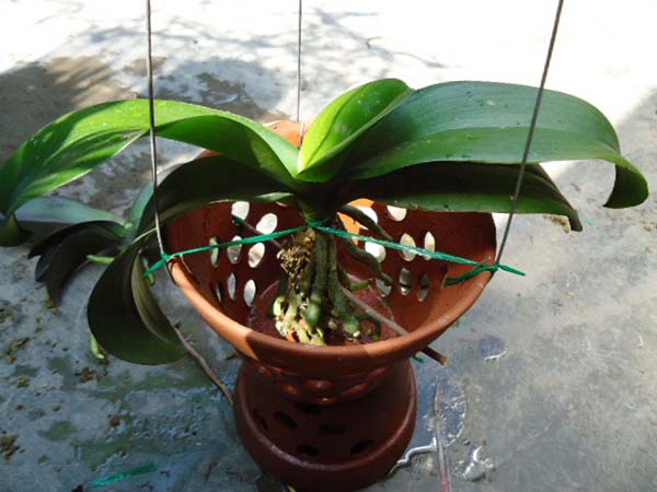 Chọn chậu trồng hoa lan hồ điệp